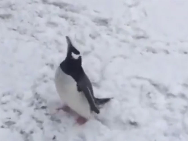 Пингвин - Фото: Screenshot/YouTube
