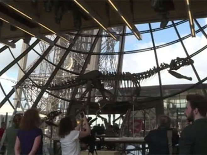 Скелет диносауруса продат за 2,3 милиона долара - Фото: Screenshot/YouTube