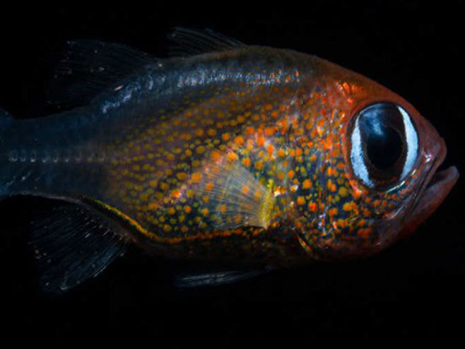 Риба са мачијим очима (фото:calacedemy.org) - 