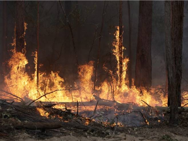 Пожар у околини Чернобиља (фото: AP/TASS/Rick Rycroft) - 