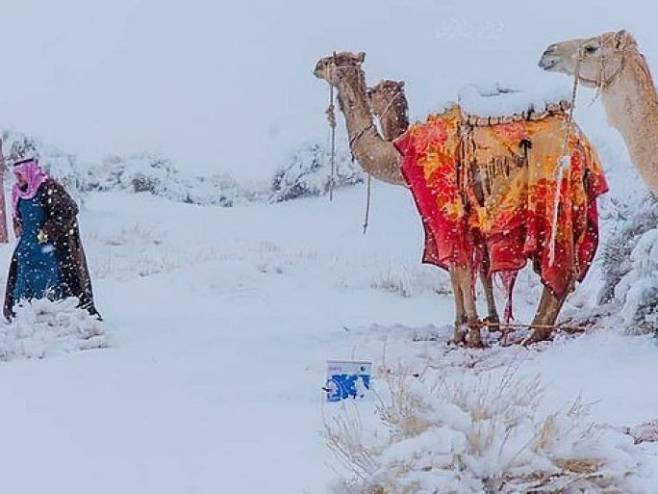 Први пут после пола вијека снијег прекрио пустињу, камиле се смрзавају - Фото: Тwitter