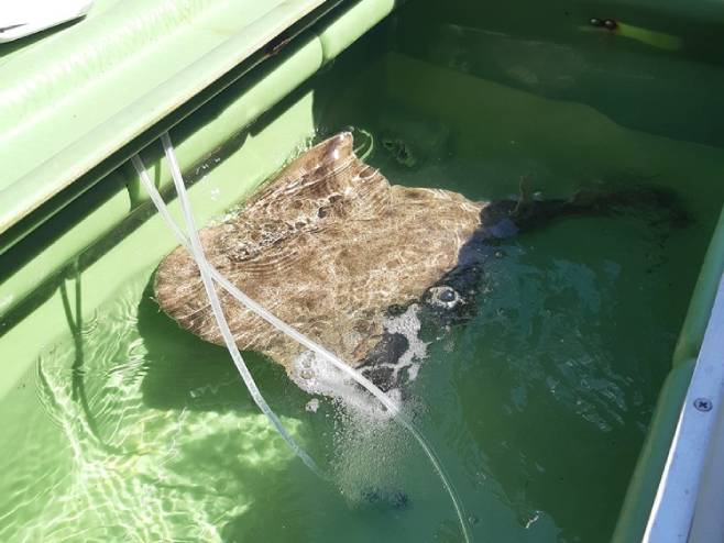 Ајкула сиви склат (Фото: Глас Истре) - 