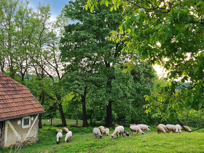 Село-овце - Фото: РТРС
