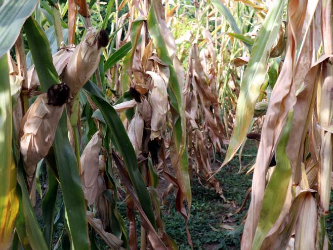 Суша уништила род кукуруза - Фото: ТАНЈУГ