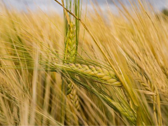 Пшеница  (Фото:TANJUG/MINISTARSTVO FINANSIJA UPRAVA CARINA) - 