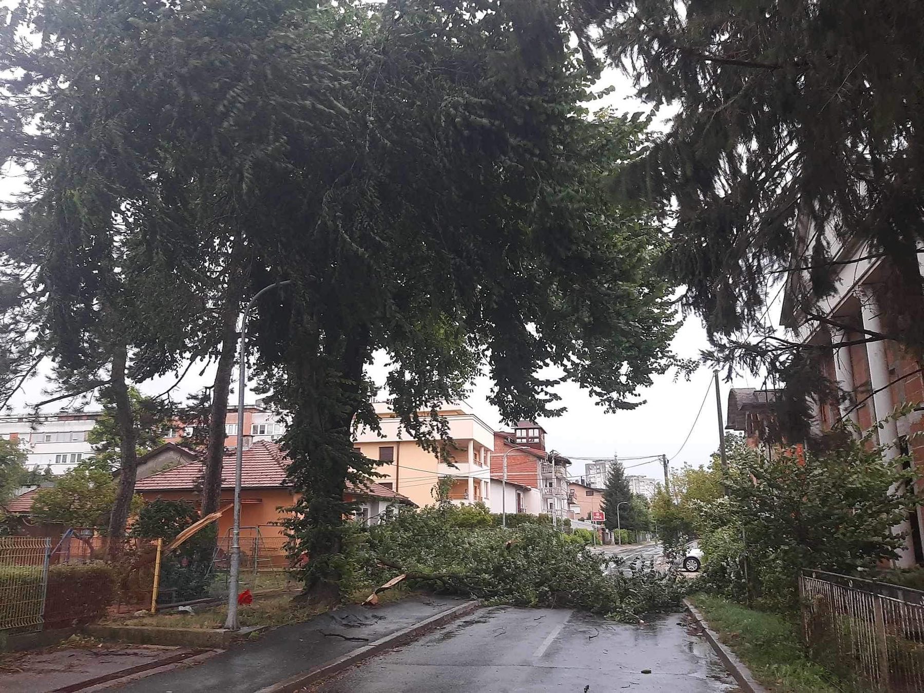 Пало дрво у улици Саве Ковачевића у Бањалуци - Фото: РТРС