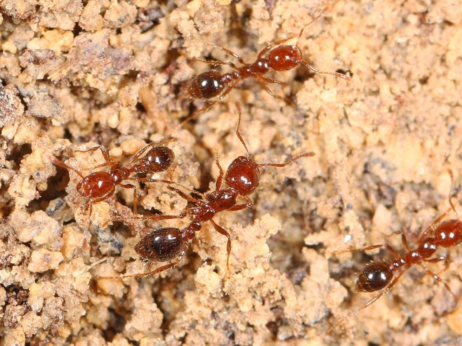 Црвени ватрени мрав (Фото: Flickr/Creative Commons license) - 