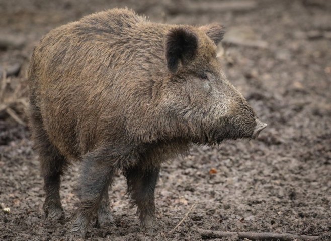 Дивља свиња (Фото: EPA-EFE/FOCKE STRANGMANN, илустрација) - 
