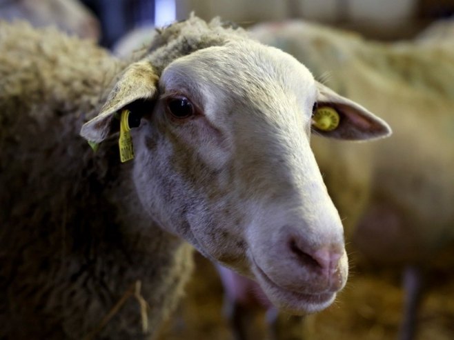 Овца (Фото: EPA-EFE/SEBASTIEN NOGIER/илустрација) - 