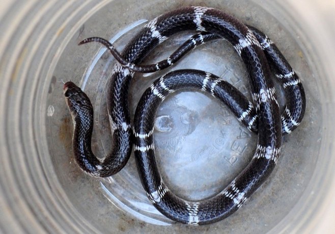 Змија (Фото: EPA/JAGADEESH NV/илустрација) - 