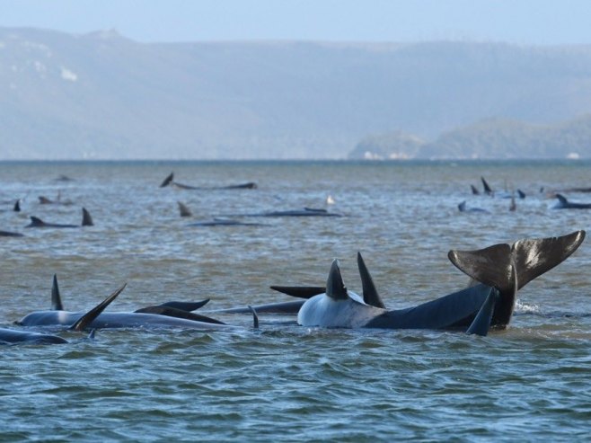 На западу Аустралије насукало се 140 китова, у току спасавање (ВИДЕО)