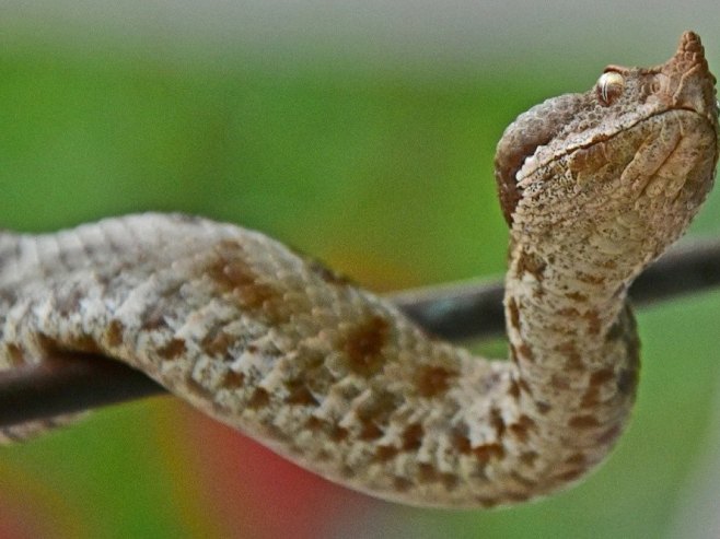 Змија (Фото: EPA/BOUGIOTIS VANGELIS/илустрација) - 