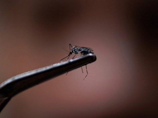 Комарац (фото: EPA-EFE/Isaac Fontana) - 