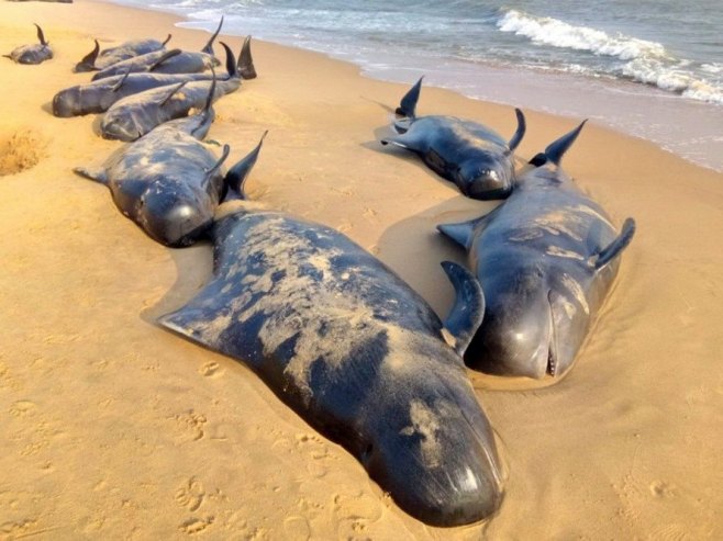 Насукани китови (фото: EPA/STR - илустрација) - 