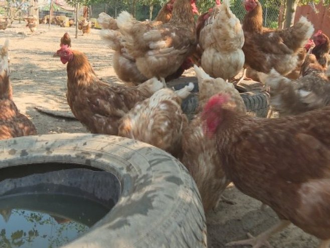 Барловци код Бањалуке: Због недостатка воде фарме перади у великим проблемима