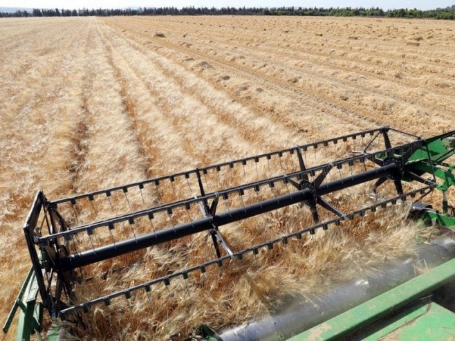 Жетва пшенице (Фото: EPA-EFE/MOHAMED MESSARA) - 