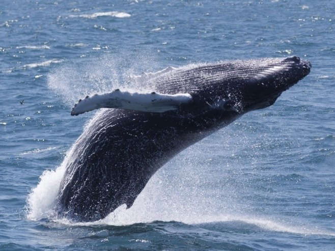 Грбави кит (Фото: EPA/CJ GUNTHER) - 