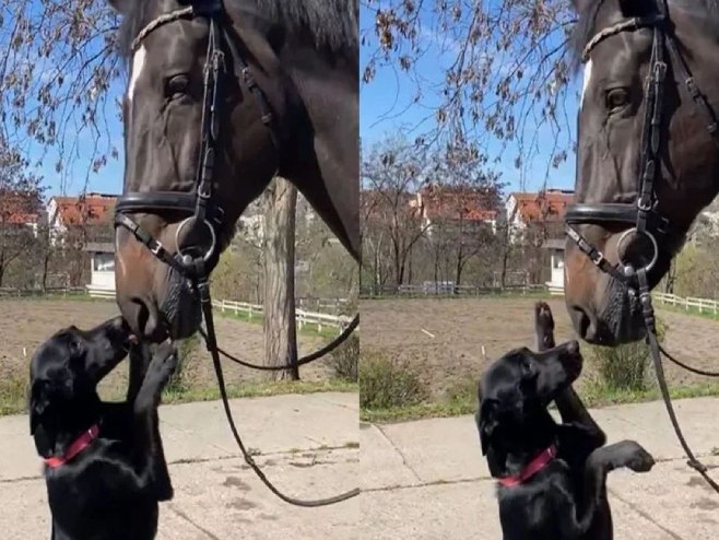 Пас Милица и коњ (Фото: www.instagram.com/mupsrbije/) - 