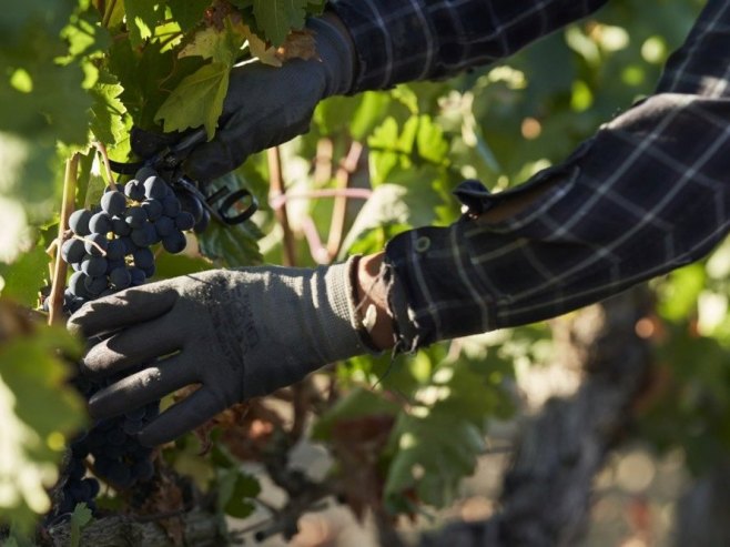 Радник у винограду (Фото: EPA-EFE/ADRIAN RUIZ HIERRO ATTENTION, илустрација) - 