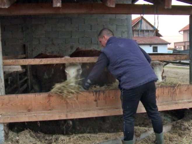 Све више младих пољопривредника остаје на селу и уз подстицаје проширују производњу (ВИДЕО)