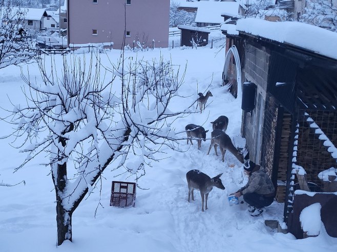 Pale - srne prišle čovjeku (Foto: SRNA)