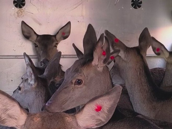 На планини Клековачи започет процес повратка јелена (ФОТО/ВИДЕО) На планини Клековачи започет процес повратка јелена (ФОТО/ВИДЕО)