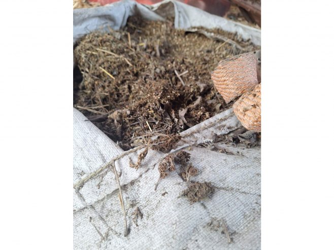 Приликом претреса у Бијељини пронађена већа количина марихуане (ФОТО) Приликом претреса у Бијељини пронађена већа количина марихуане (ФОТО)